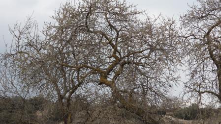 Reto visual: ¿Dónde está pájaro?