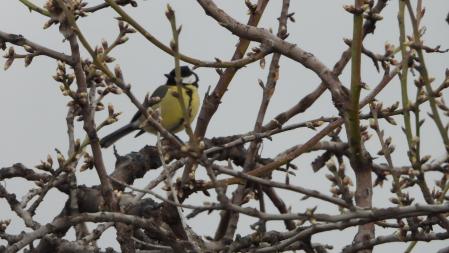 El carbonero común, en detalle.