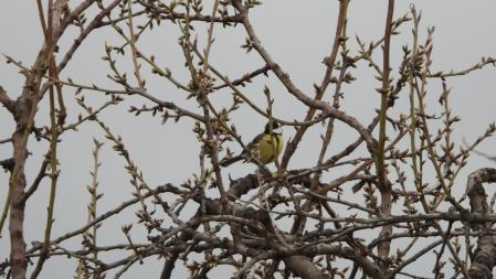 El carbonero común, en detalle.