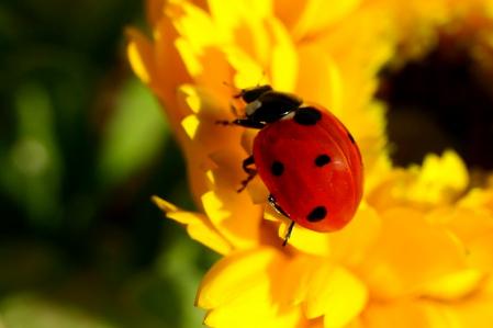 Mariquita en el huerto del monasterio de Pedralbes.