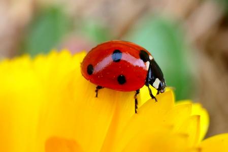 Mariquita en el huerto del monasterio de Pedralbes.