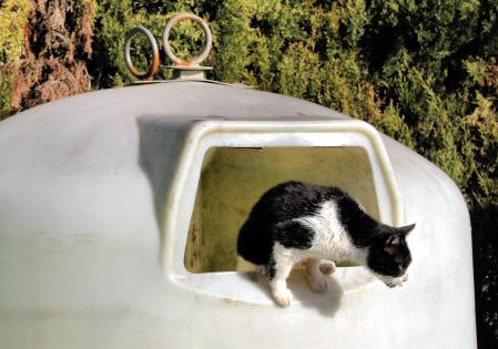 Gato saliendo de un contenedor.