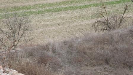 Reto visual: ¿Dónde está el pajarito?