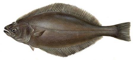 'Reinhardtius hippoglossoides'