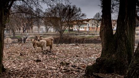 Río Ter en Manlleu.