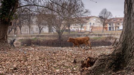 Río Ter en Manlleu.