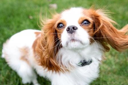 Cavalier King Charles Spaniels