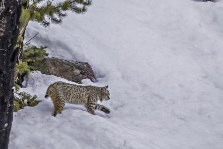 Un ejemplar de Lynx rufus