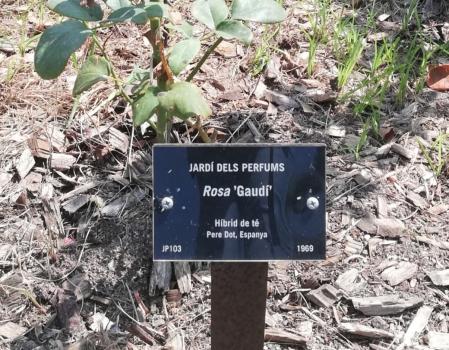 Rosa Gaudí en el parque de Cervantes de Barcelona.