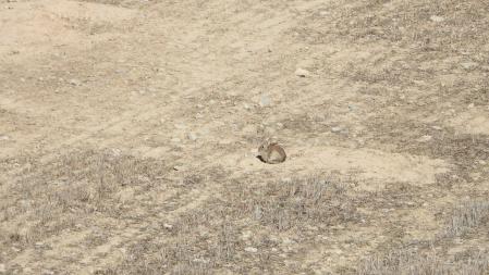 Una pista para encontrar al conejo y superar el Reto.