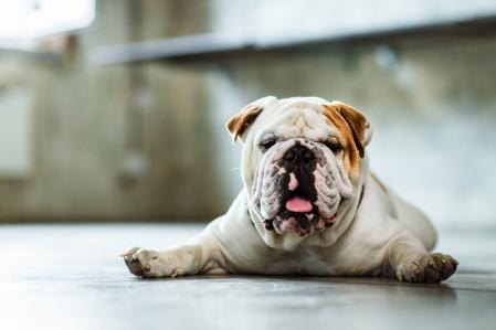 BBulldog Inglésulldog lying on floor. Copy space.