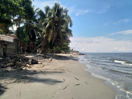 Cocoteros en una playa de Necoclí