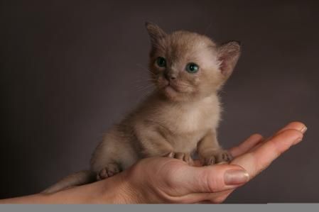 Cachorro de gato birmano