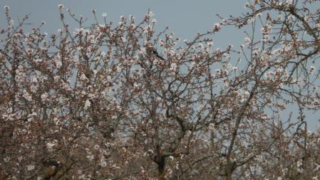 Reto visual: ¿Verdad que puedes ver ahora dónde está el pájaro?