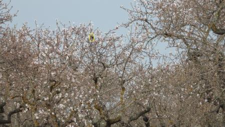 Solución al Reto visual del pájaro del almendro.