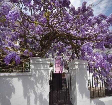 Bedford Gardens (Londres). La floración de la glicina transforma este rincón de Notting Hill en uno de los lugares preferidos por los instagramers desde finales de abril a principios de mayo