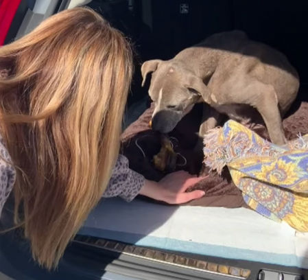 La empresa que fabrica el microchip que llevaba la perrita la dio por fallecida cinco años después de su desaparición