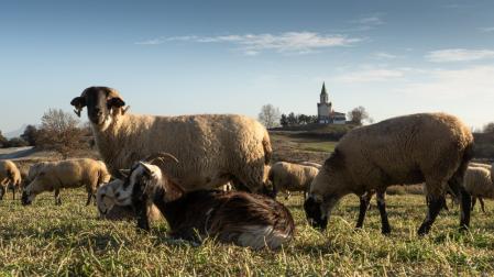 Rebaño pastando en el campo en Manlleu.