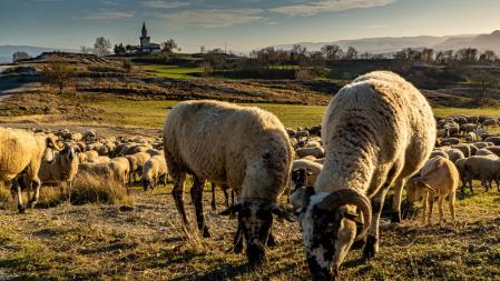 Rebaño pastando en el campo en Manlleu.