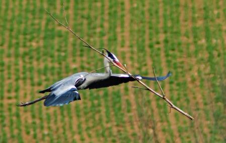 El macho volando con una gran rama.
