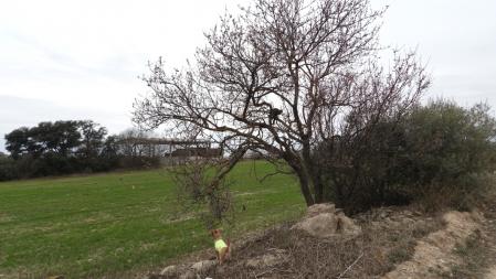 Reto visual: ¿Puedes ayudar a la perrita a encontrar a los tres gatos?