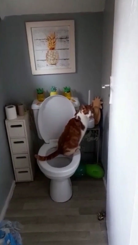 Mickey ha aprendido a usar el baño solo sin que nadie le enseñe cómo hacerlo