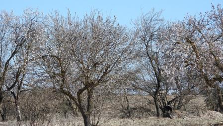 Reto visual: ¿Cuántos gorriones hay en los árboles?
