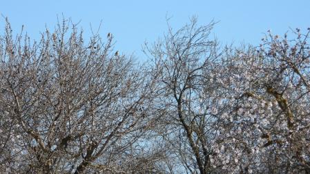 Reto visual: ¿Cuántos gorriones ves?