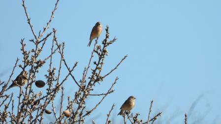 Detalle de algunos de los gorriones.