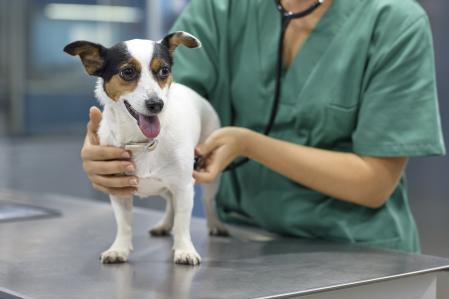 Hay que acudir al veterinario ante la mínima sospecha