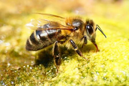 Abeja bebiendo en la fuente de los jardines del monasterio de Pedralbes.
