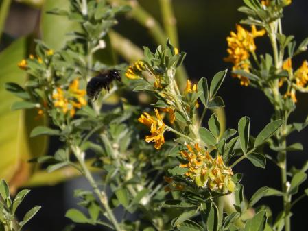 Abeja negra europea.
