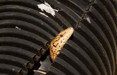 Un lagarto se asoma, en Montjuïc.