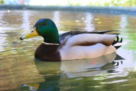 Patos en el claustro del monasterio de Pedralbes.