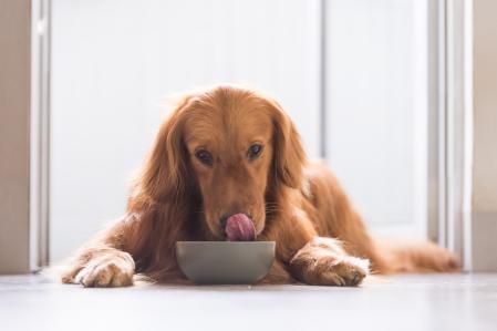 Golden Retriever comiendo