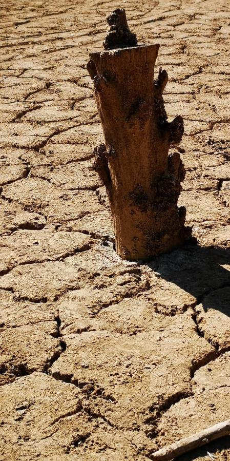 Sant Salvador de la Vedella.
