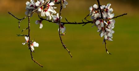 Primavera meteorológica en Manresa.