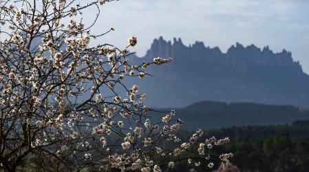 Primavera meteorológica en Manresa.