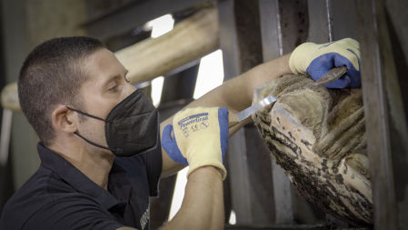 El cuidador Ruben realizando la 'manicura' a un elefante.