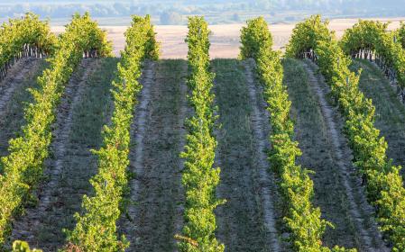Uno de los viñedos donde nace el vino Martín Zurbano