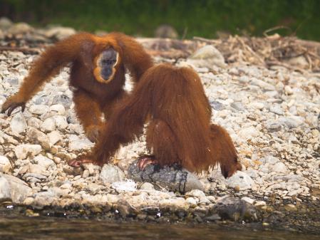 Los orangutanes han demostrado habilidades con el uso de la piedra