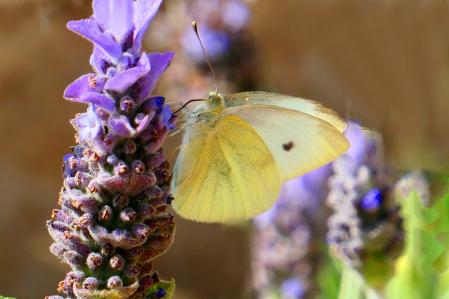 Mariposa de la col en el huerto del monasterio de Pedralbes.