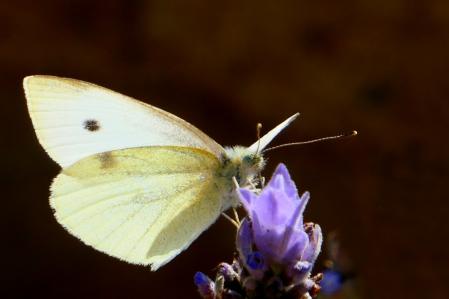 Mariposa de la col en el huerto del monasterio de Pedralbes.