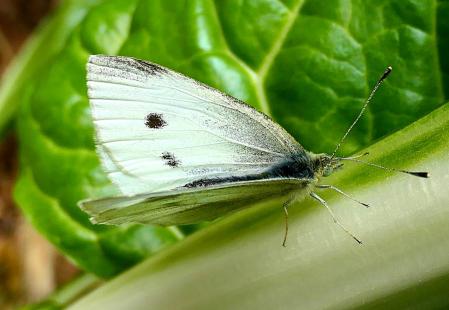 Mariposa de la col en el huerto del monasterio de Pedralbes.