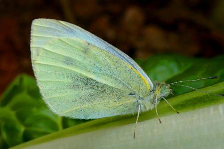 Mariposa de la col en el huerto del monasterio de Pedralbes.