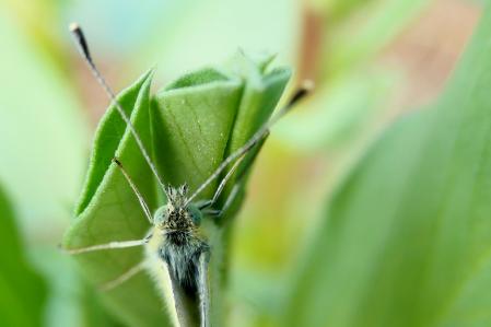 Mariposa de la col en el huerto del monasterio de Pedralbes.
