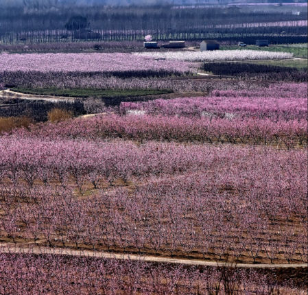 La floración de los campos de Aitona.