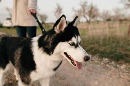 Paseo con Husky Siberiano