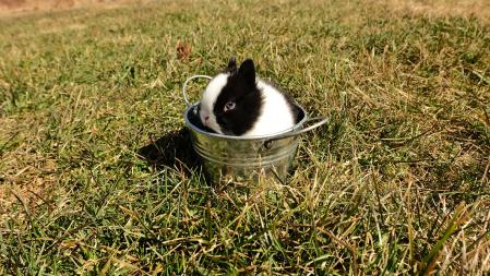 Se adapta muy bien a la vida doméstica