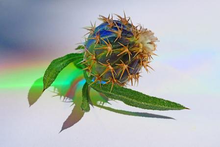 El capullo del cardo.